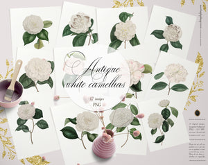12 Vintage White Camellias Flowers Ephemera Isolated Transparent Digital Images PNG