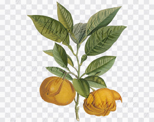 12 Vintage Citrus Lime Lemon Orange Ephemera PNG Images