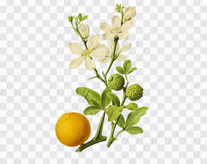 12 Vintage Citrus Lime Lemon Orange Ephemera PNG Images