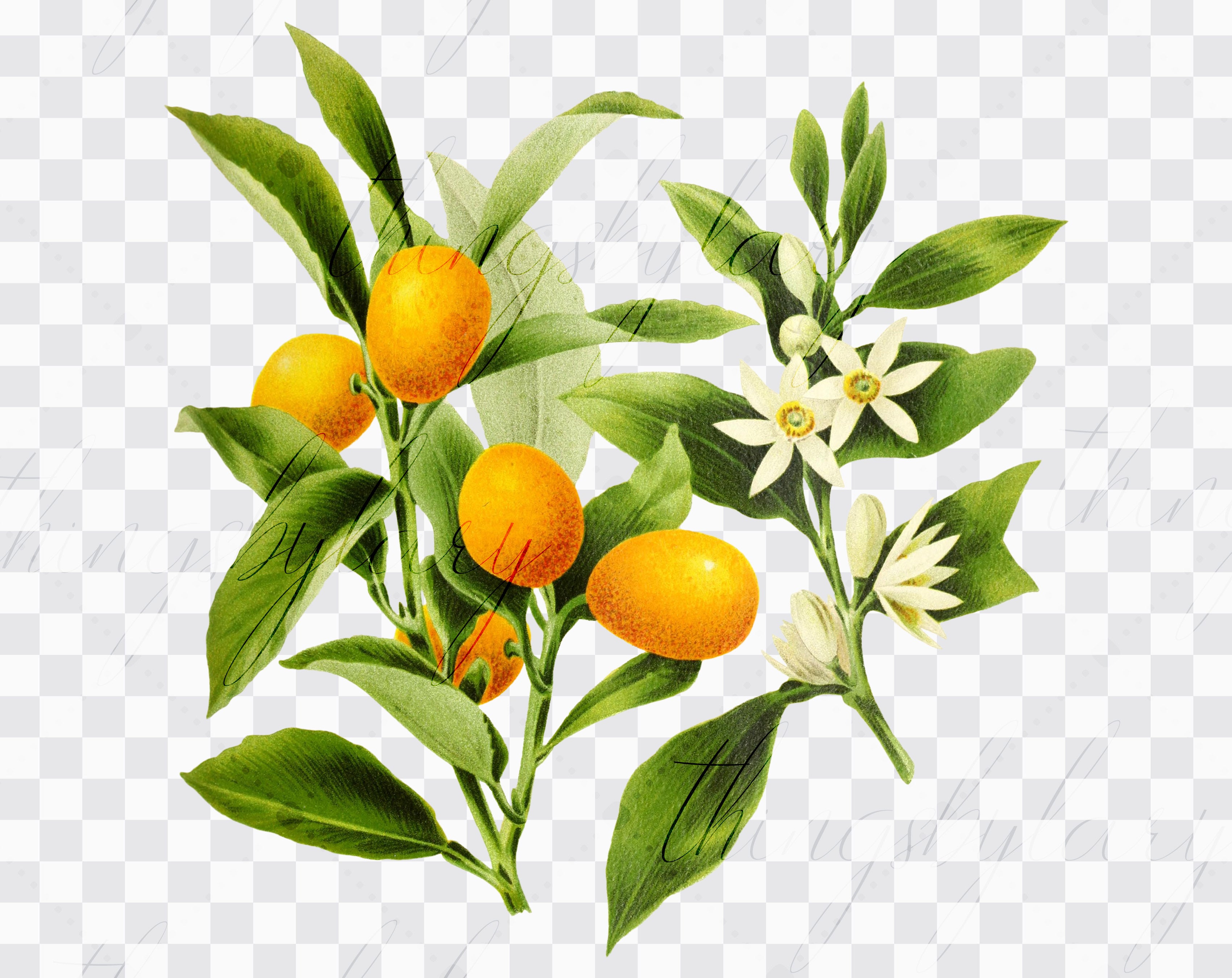 12 Vintage Citrus Lime Lemon Orange Ephemera PNG Images