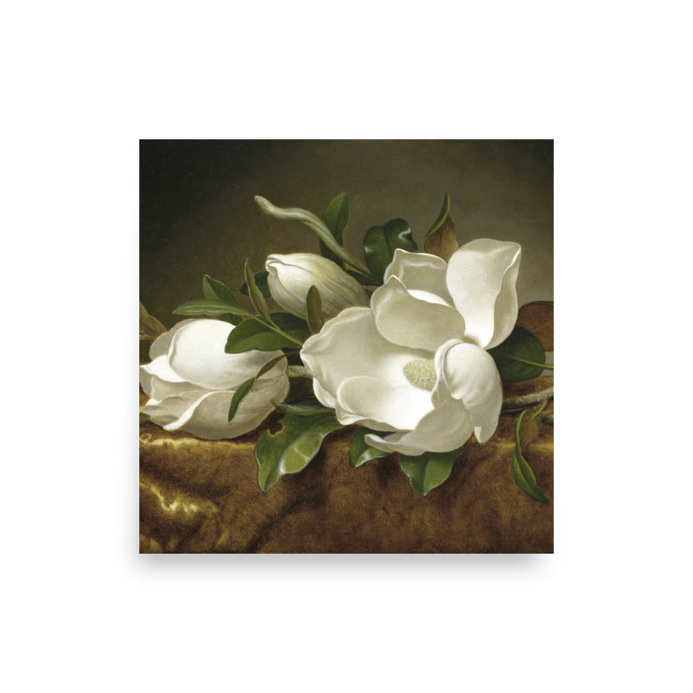 Magnolias on Gold Velvet Cloth by Martin Johnson Heade oil painting Physical Print Shipped Print Mailed Art Prints