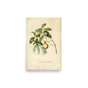 Guava by Georg Dionysius Ehret oil painting Physical Print Shipped Print Mailed Art Prints