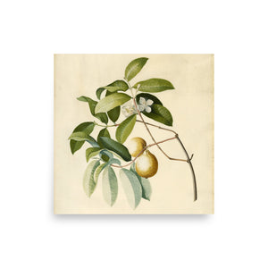 Guava by Georg Dionysius Ehret oil painting Physical Print Shipped Print Mailed Art Prints