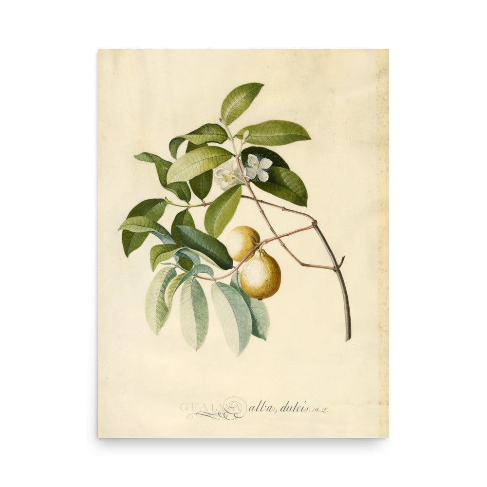 Guava by Georg Dionysius Ehret oil painting Physical Print Shipped Print Mailed Art Prints