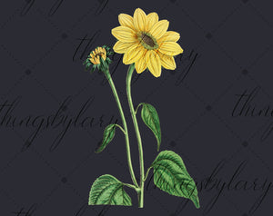 12 Vintage Sunflower Ephemera Isolated Transparent Digital Images 300 Dpi PNG Instant Download Commercial Use Antique Shabby Chic Nature