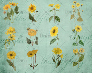 12 Vintage Sunflower Ephemera Isolated Transparent Digital Images 300 Dpi PNG Instant Download Commercial Use Antique Shabby Chic Nature