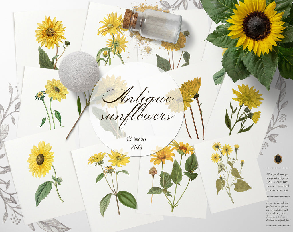 12 Vintage Sunflower Ephemera Isolated Transparent Digital Images 300 Dpi PNG Instant Download Commercial Use Antique Shabby Chic Nature