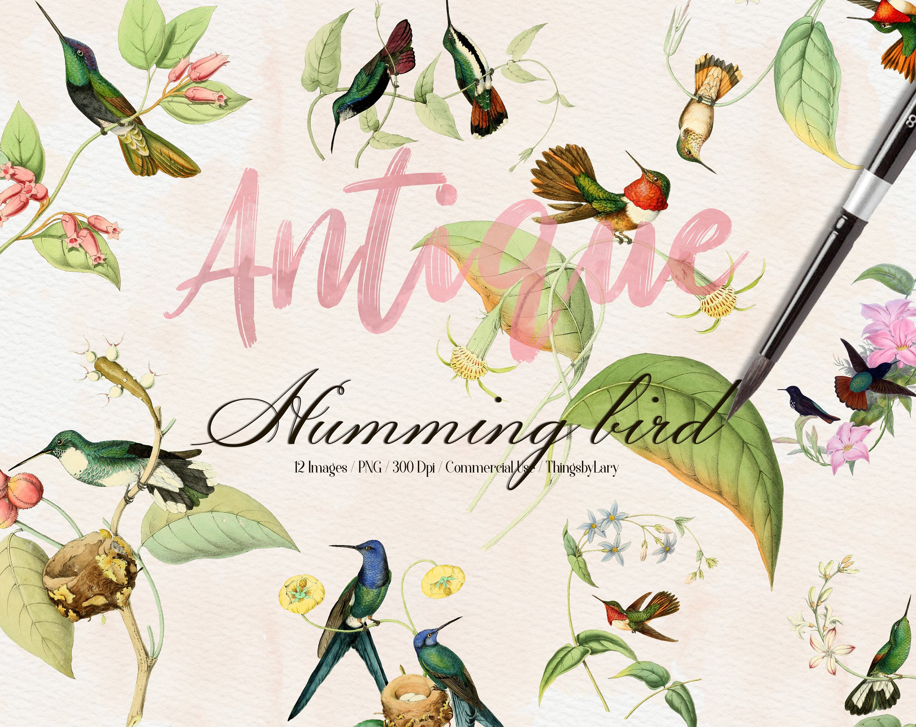 12 Vintage Humming Birds Ephemera Isolated Transparent Digital Images 300 Dpi PNG Instant Download Commercial Use Antique Shabby Chic Nature