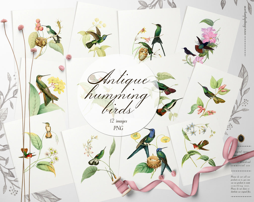 12 Vintage Humming Birds Ephemera Isolated Transparent Digital Images 300 Dpi PNG Instant Download Commercial Use Antique Shabby Chic Nature