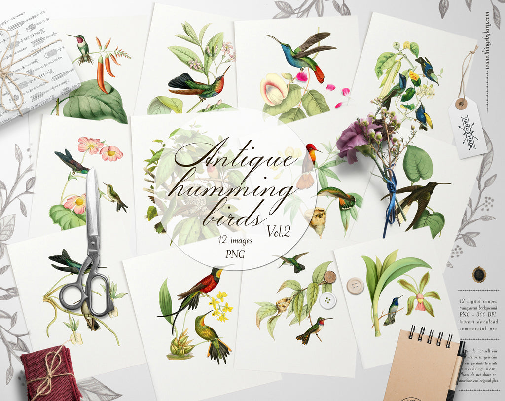 12 Vintage Humming Birds Vol.2 Ephemera Isolated Transparent Digital Images 300 Dpi PNG Instant Download Commercial Use Shabby Chic Nature