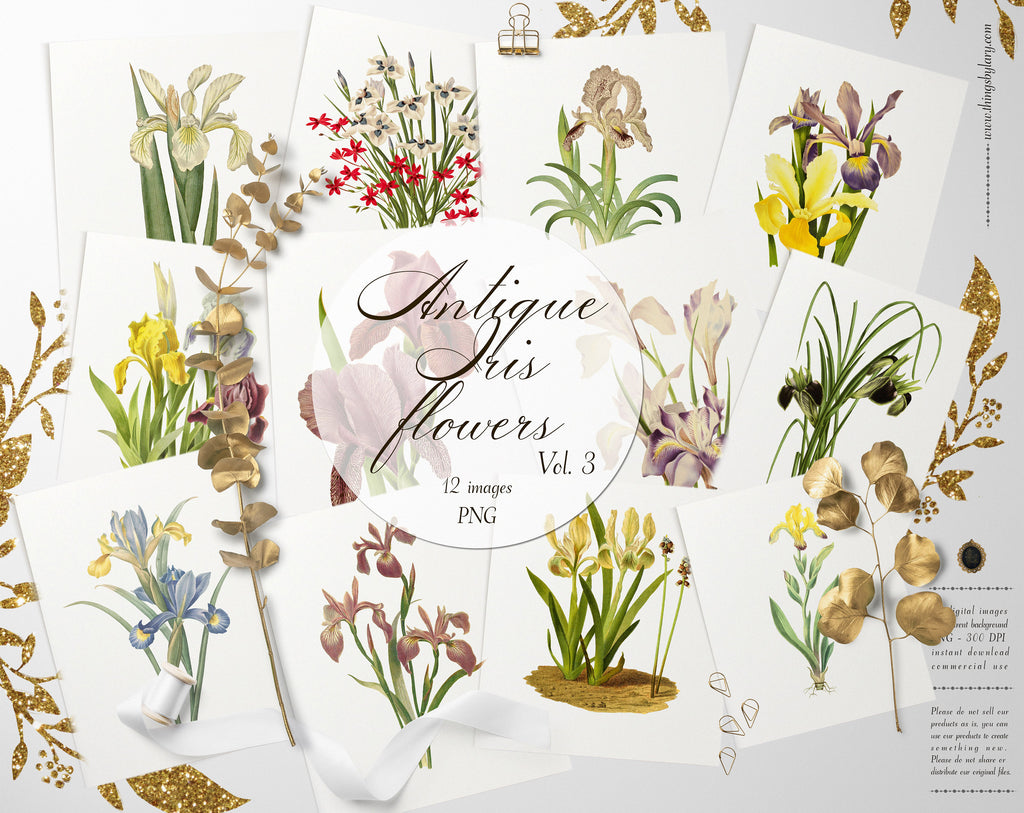 12 Vintage Iris Flower Ephemera Vol.3 Transparent Digital Images 300 Dpi PNG Instant Download Commercial Use Antique Shabby Chic Nature