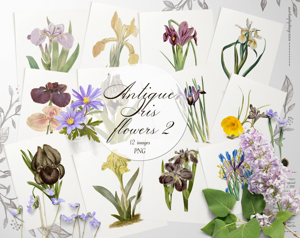 12 Vintage Iris Flower 2 Ephemera Isolated Transparent Digital Images 300 Dpi PNG Instant Download Commercial Use Antique Shabby Chic Nature