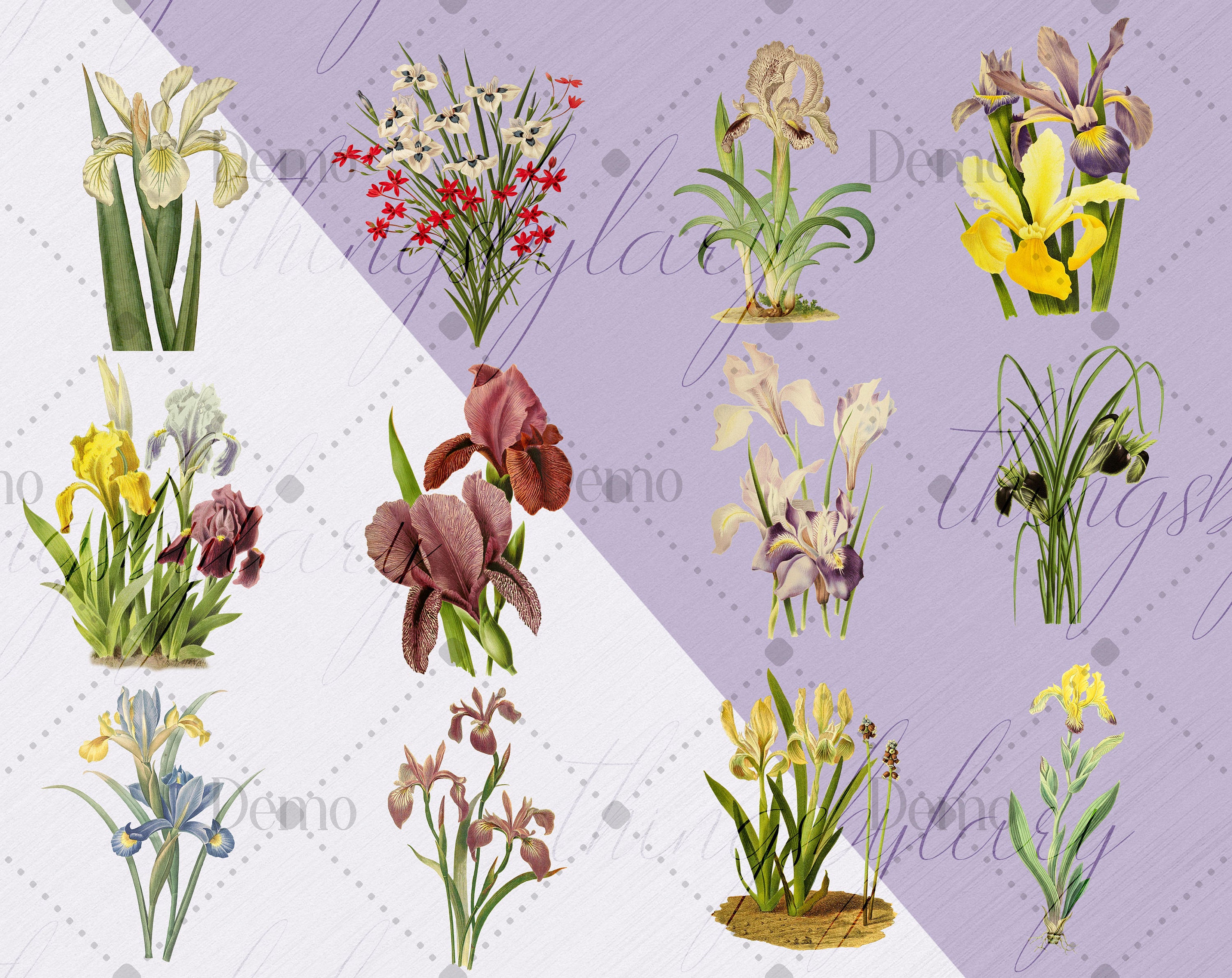 12 Vintage Iris Flower Ephemera Vol.3 Transparent Digital Images 300 Dpi PNG Instant Download Commercial Use Antique Shabby Chic Nature